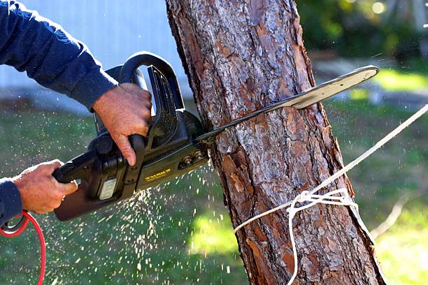 Trusted Saddlebrooke, AZ Tree Removal Services Experts